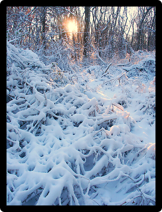 Snow covered forest scenery of Allerton Park in central Illinois.