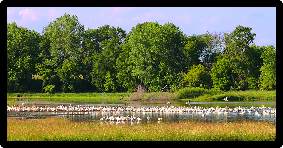 American White Pelicans (Pelecanus erythrorhynchos) in a northern Illinois wetland.