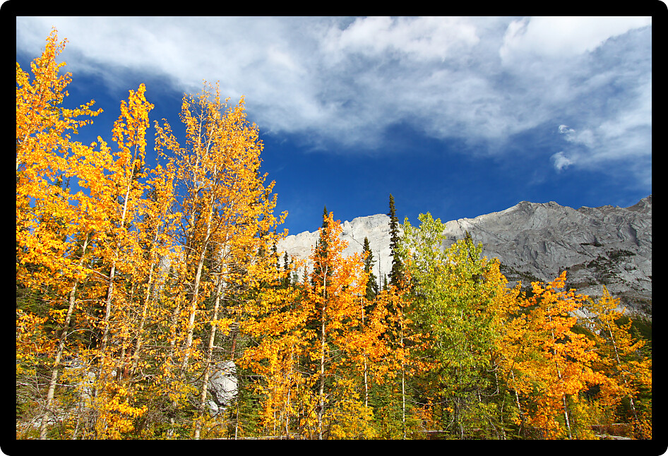 Autumn colors below blue skies in the Canadian Rockies.