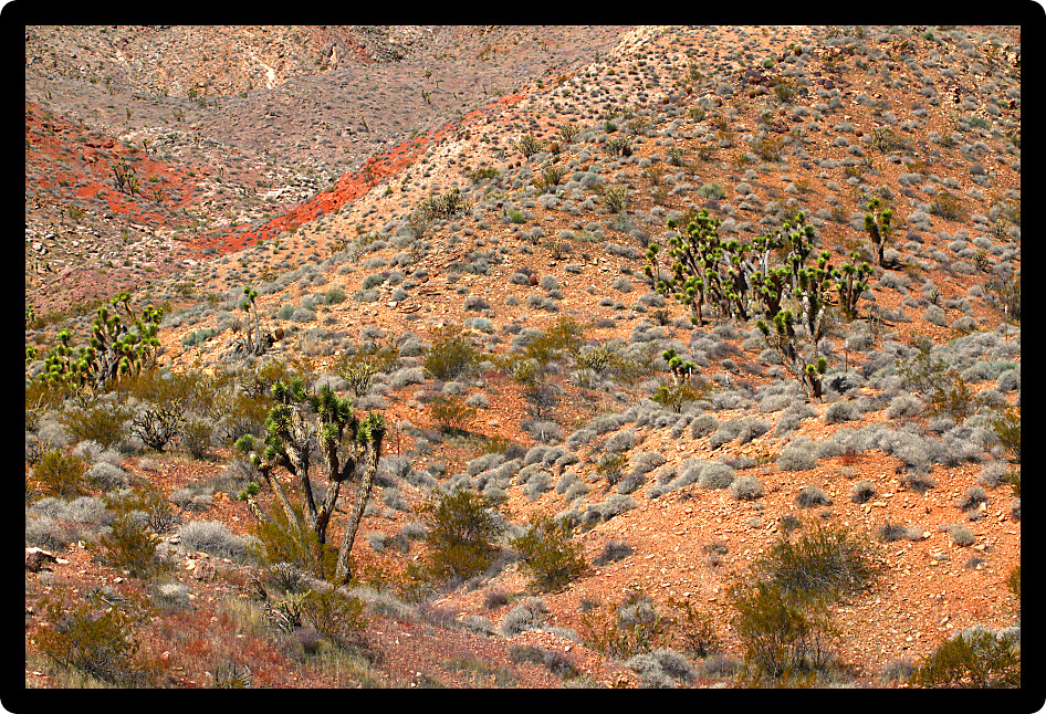 Joshua Trees scattered amongst a rugged desert at Beaver Dam Mountains Wilderness Area.