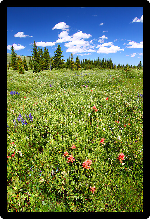 Beautiful wildflowers in the the Bighorn National Forest of Wyoming.