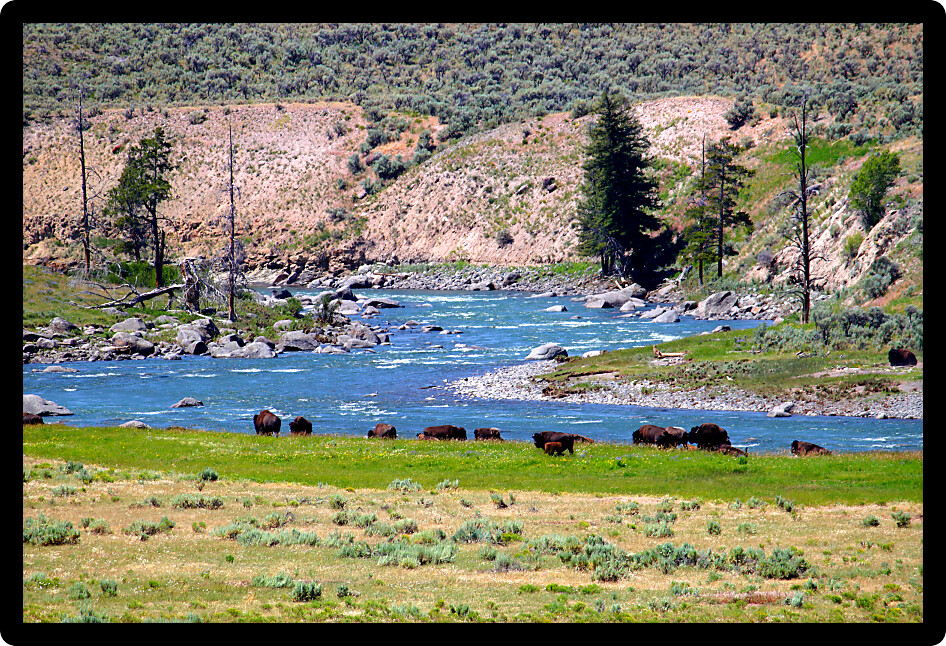 Herd of Bison along the banks of the Lamar River in Yellowstone National Park.
