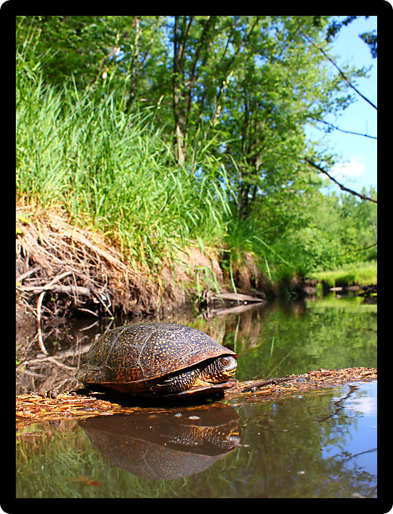 Blandings Turtle (Emydoidea blandingii) basking on a log in a pristine stream of Illinois.