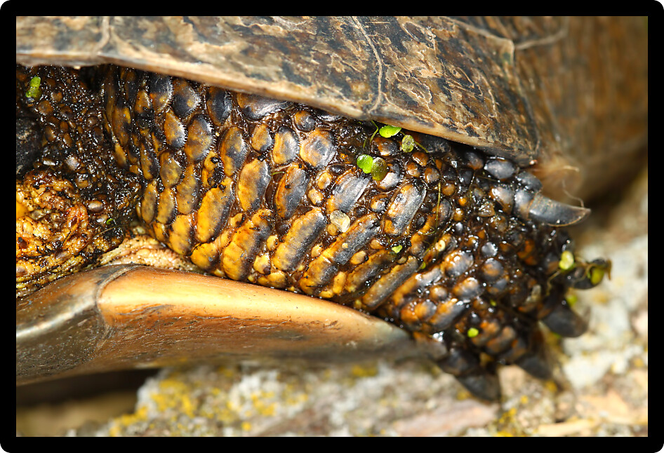 Protective scales cover the leg of a Blandings Turtle (Emydoidea blandingii).