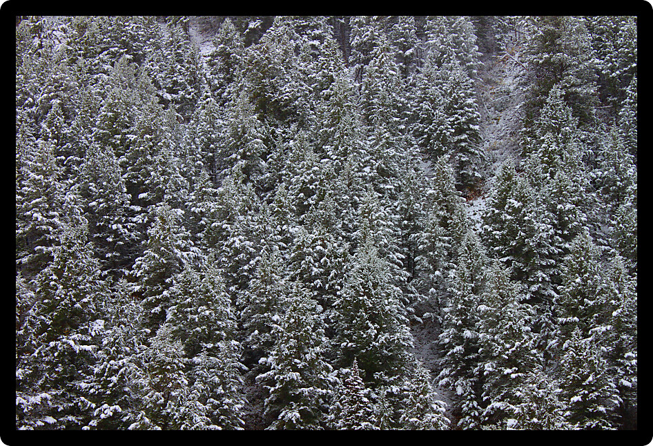 Background of snow covered pine trees in the Bridger Teton National Forest of Wyoming.