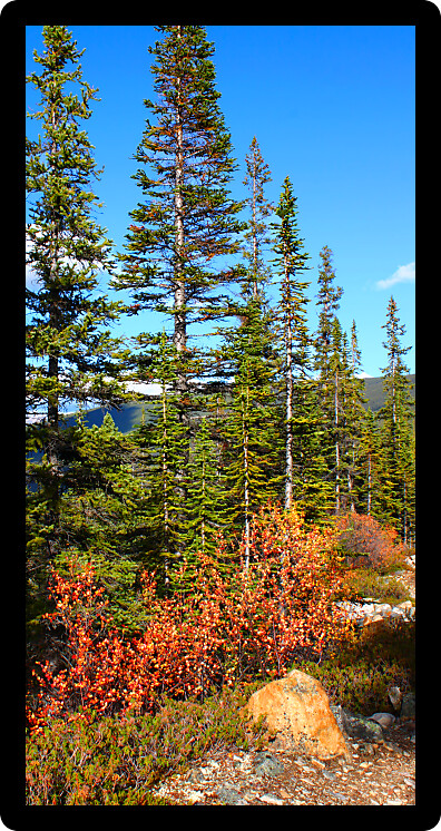 Canadian forest scenery along a trail in Jasper National Park of Alberta.