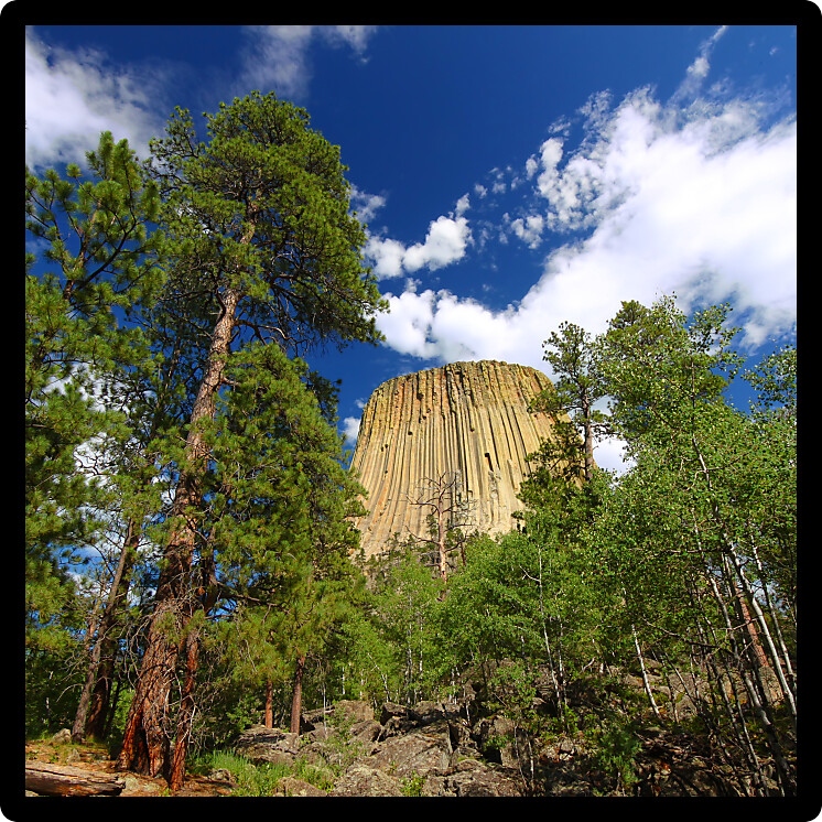 Devils Tower National Monument framed by pine trees in Wyoming.