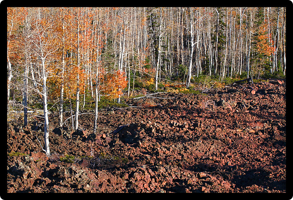 Aspen trees grow through a lava field in the Dixie National Forest of Utah.