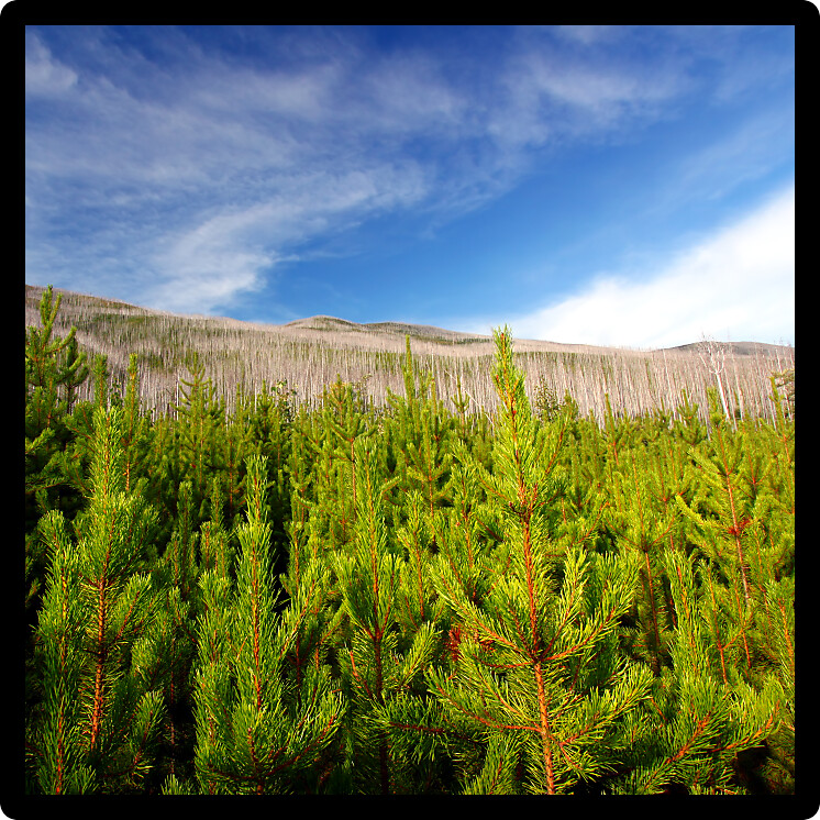 Small pines emerge in the wake of a forest fire in the Flathead National Forest of Montana.