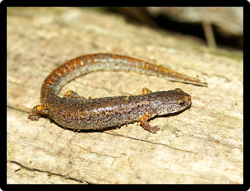 Four-toed Salamander (Hemidactylium scutatum) in an Illinois forest environment.