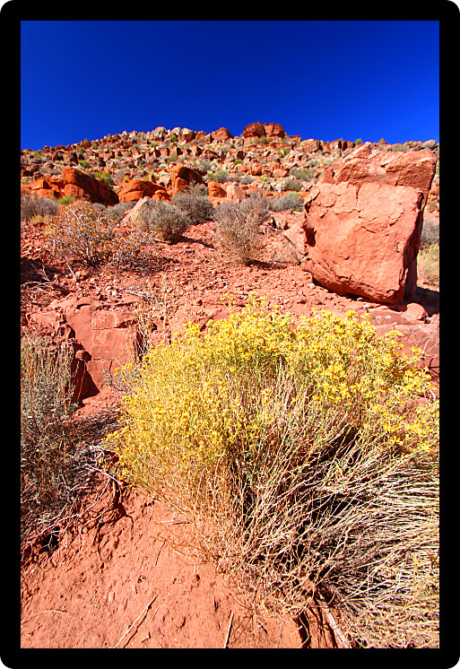 Sparse vegetation grows amongst boulders at Grand Canyon National Park in Arizona.