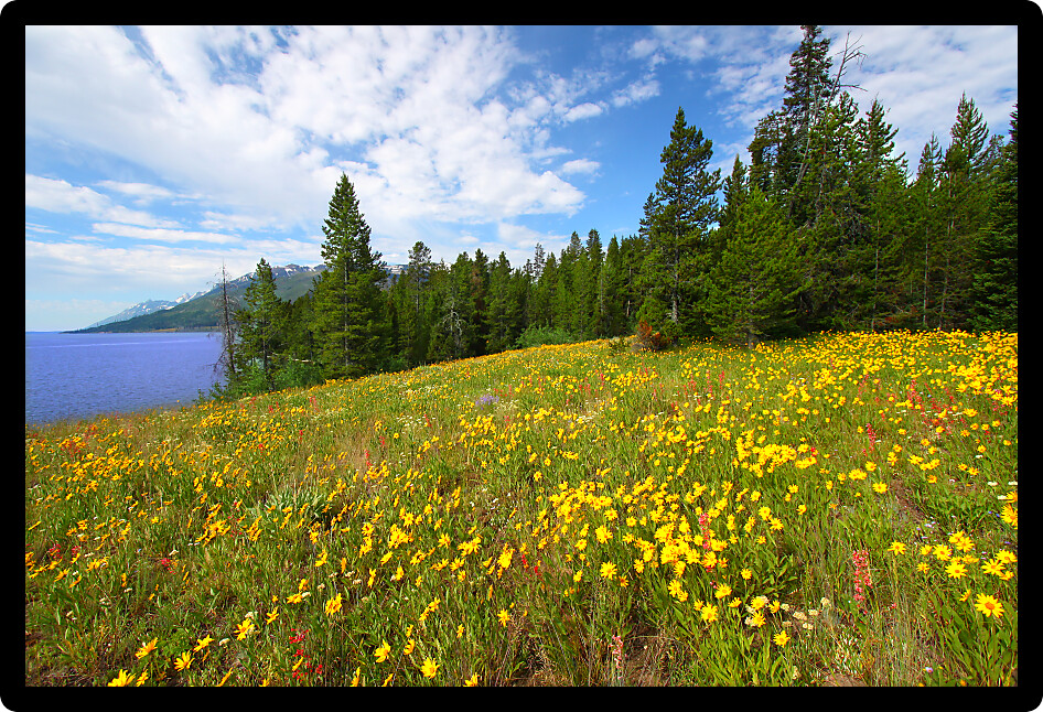 Pretty wildflowers grow near the shore of Jackson Lake in Grand Teton National Park.