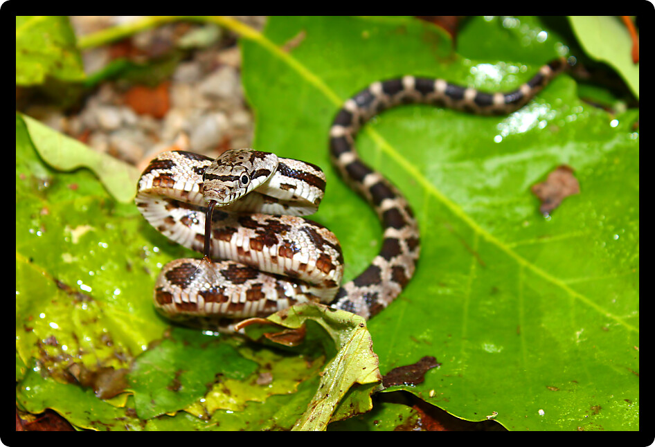 Gray Rat Snake (Elaphe obsoleta) in northern Alabama.