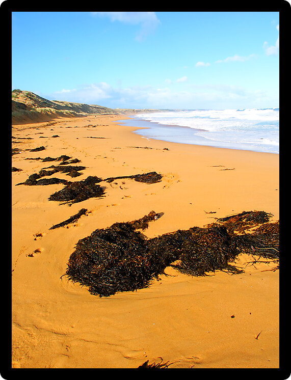 Beautiful sandy beach along the Great Ocean Road of southern Australia.