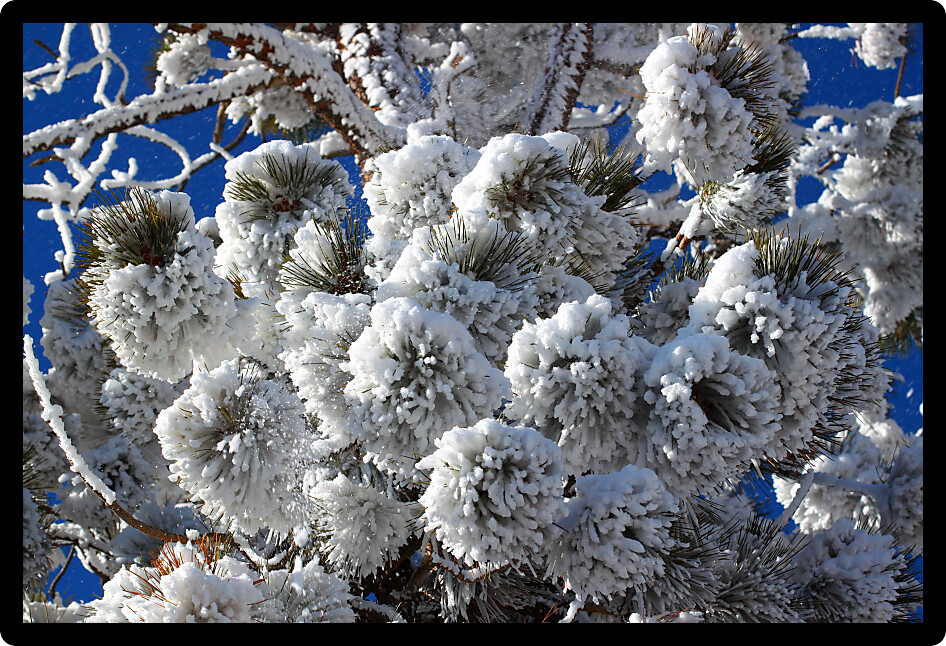 Heavy snowfall clings to the branches of a pine tree in Bryce Canyon National Park of Utah.
