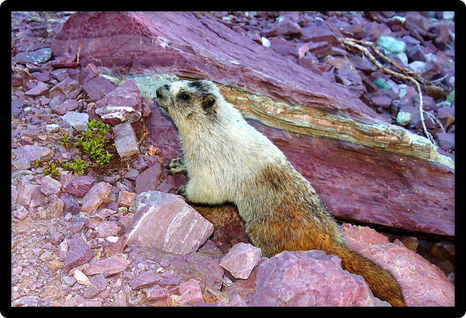 Hoary Marmot (Marmota caligata) in the alpine scenery of Glacier National Park in Montana.