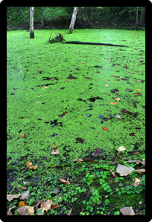 Dense forest surrounds a wetland in the midwestern United States.