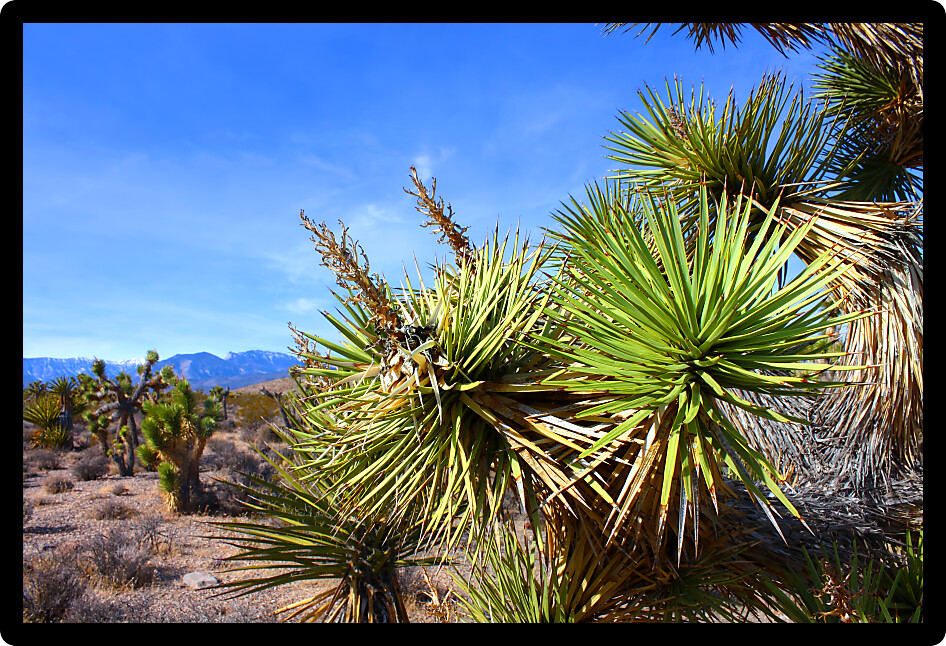 Joshua Tree (Yucca brevifolia) in the desert ecosystem northwest of Las Vegas.