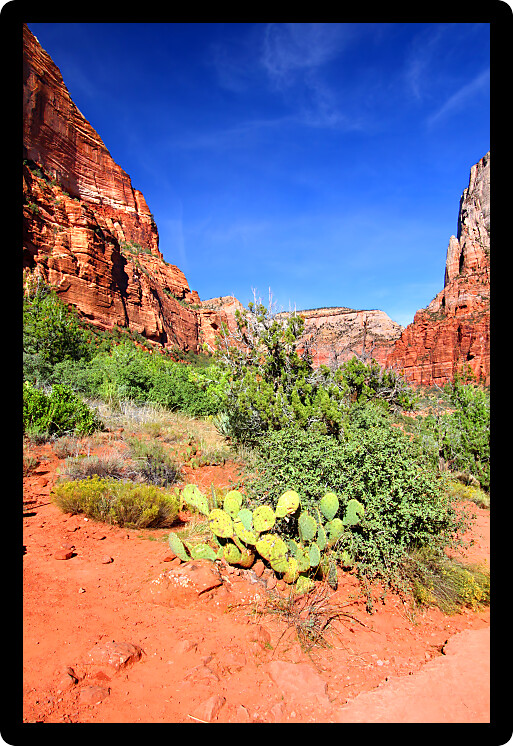 Cactus and other vegetation under towering cliffs along the Kayenta Trail of Zion National Park.