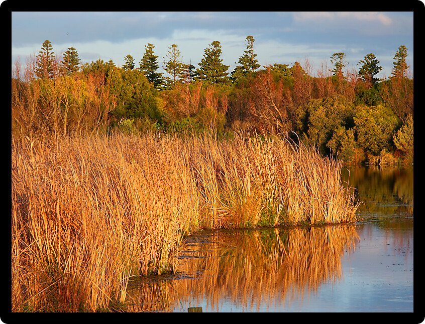 Emergent vegetation bathed in sunlight at Lake Pertobe in the town of Warrnambool Australia.