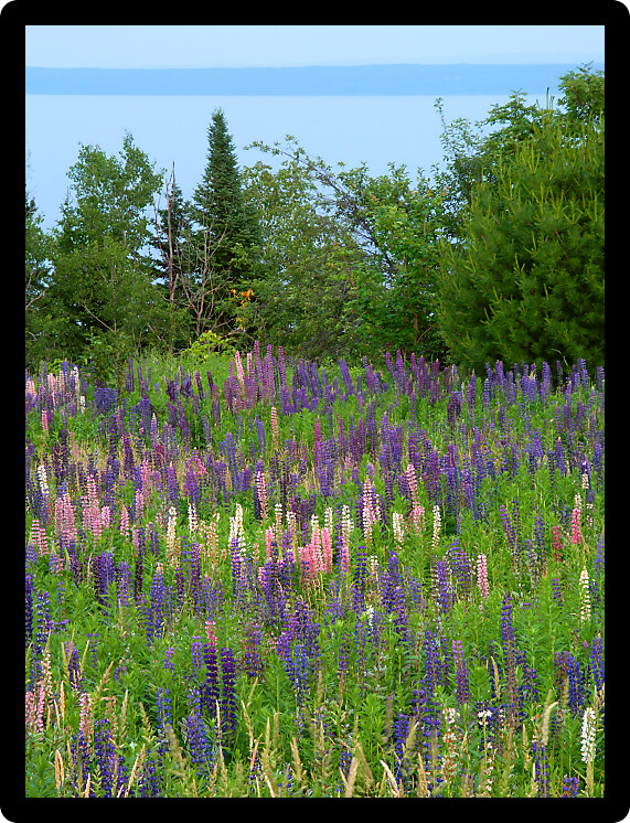 Beautiful lupine flowers grow along the shoreline of Lake Superior in northern Michigan.