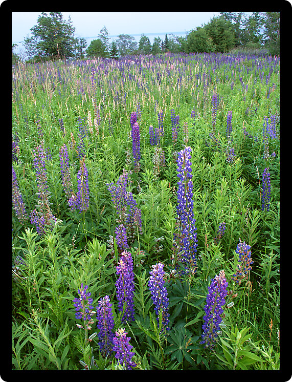 Beautiful lupine flowers grow along the shoreline of Lake Superior in northern Michigan.