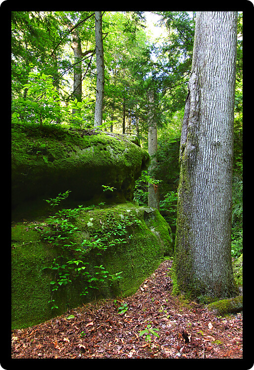 Moss covers a huge boulder in a lush secluded forest of Alabama.