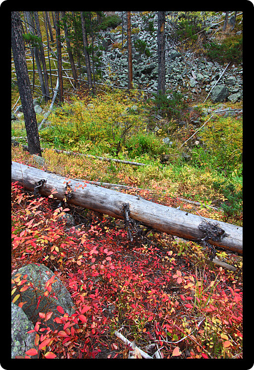 Fall colors in the Lewis and Clark National Forest of central Montana.