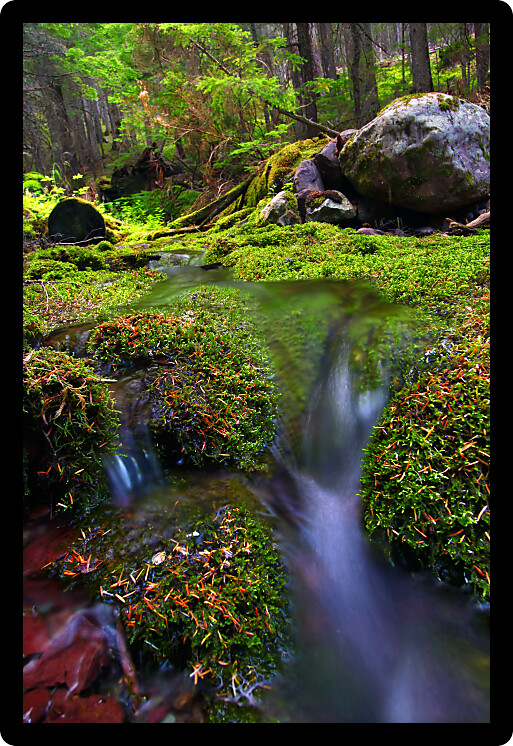 Small stream flows through a lush moss covered forest of Glacier National Park.