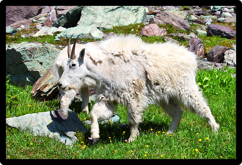 Mountain Goat (Oreamnos americanus) inhabiting the alpine ecosystem of Glacier National Park Montana.