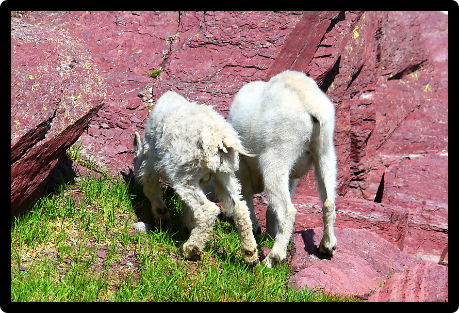 Mother and Baby Mountain Goats (Oreamnos americanus) searching for food in Glacier National Park Montana.