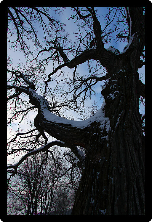 Twisted trees creep towards the sky during a cloudy winter day in Illinois