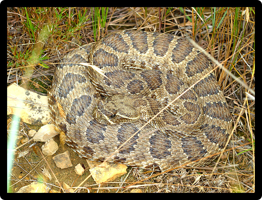Prairie Rattlesnake (Crotalus viridis) in Badlands National Park of South Dakota.