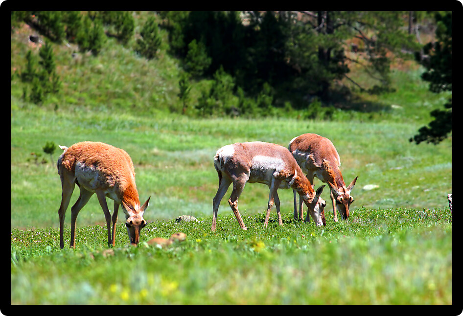 Pronghorn (Antilocapra americana) graze in the meadows of Wind Cave National Park in South Dakota.