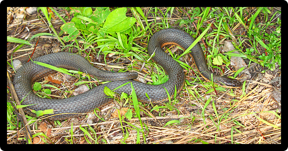 Queen Snakes (Regina septemvittata) live along rivers in parts of Illinois.