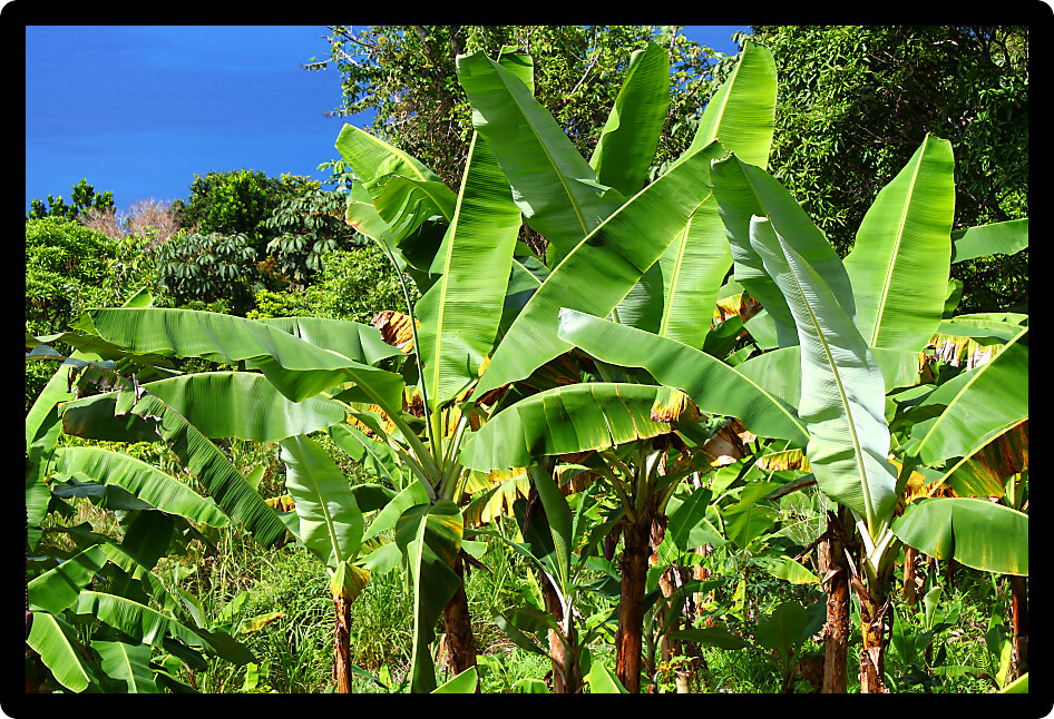 Tropical vegetation and forest scenery on the Caribbean island of Tortola.