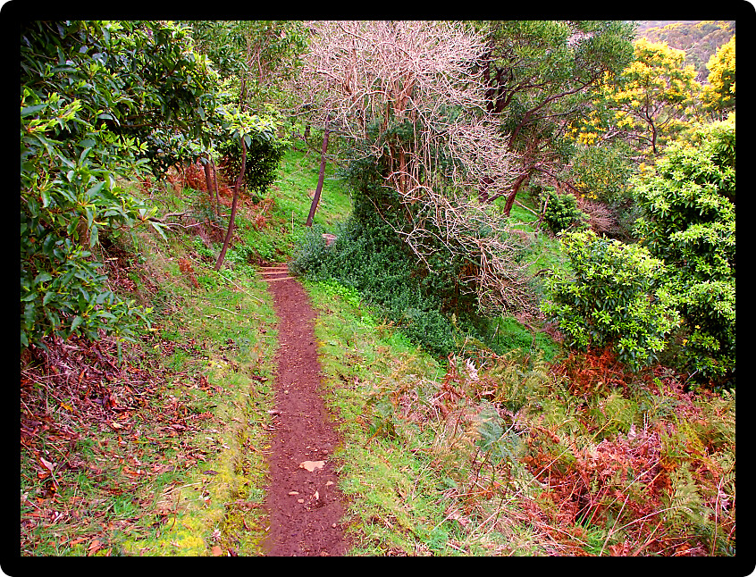 Hiking trail through the dense plant growth at Tower Hill State Game Reserve in Victoria Australia.