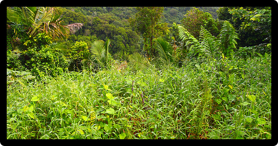 Tropical vegetation grows in the El Yunque Rainforest of Puerto Rico.