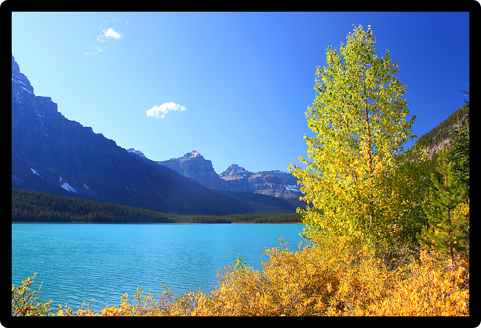 Yellow autumn colors along the shoreline of Waterfowl Lakes in Banff National Park.