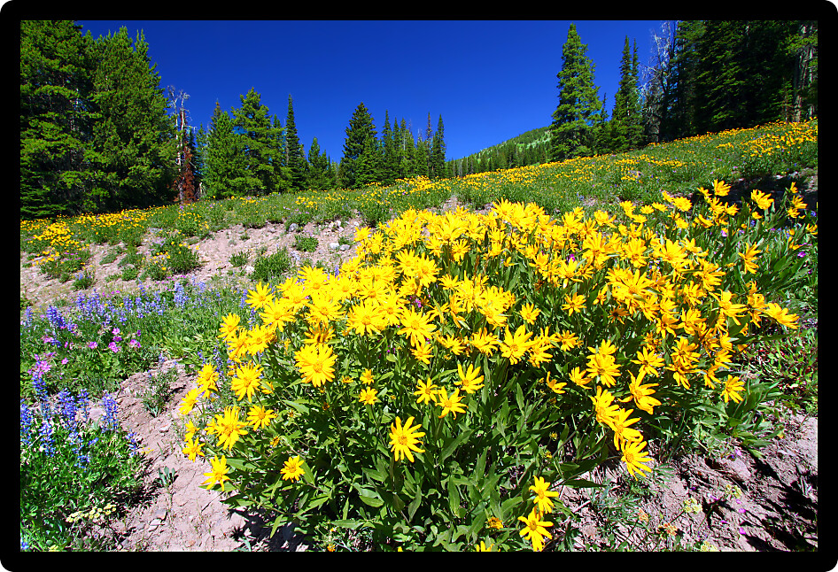 Yellow wildflowers bloom under a gorgeous blue summer sky in Yellowstone National Park in Wyoming.