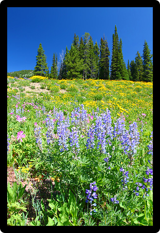 Wildflowers bloom under a gorgeous blue summer sky in Yellowstone National Park in Wyoming.