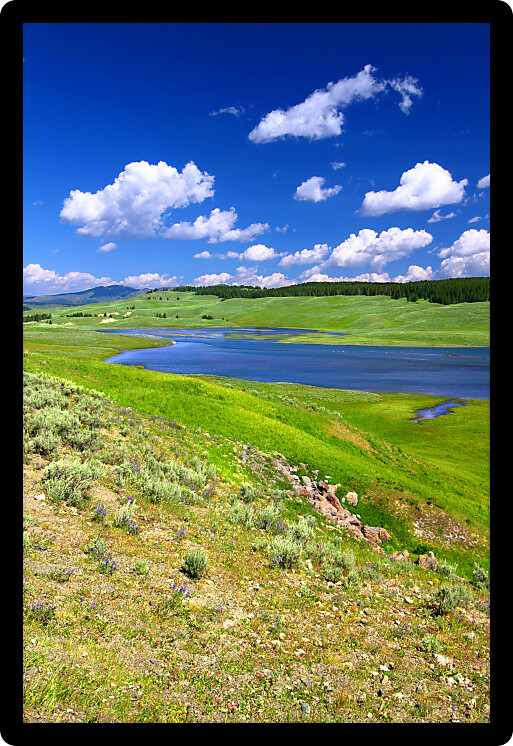 Yellowstone River flows through Hayden Valley on a gorgeous summer day.