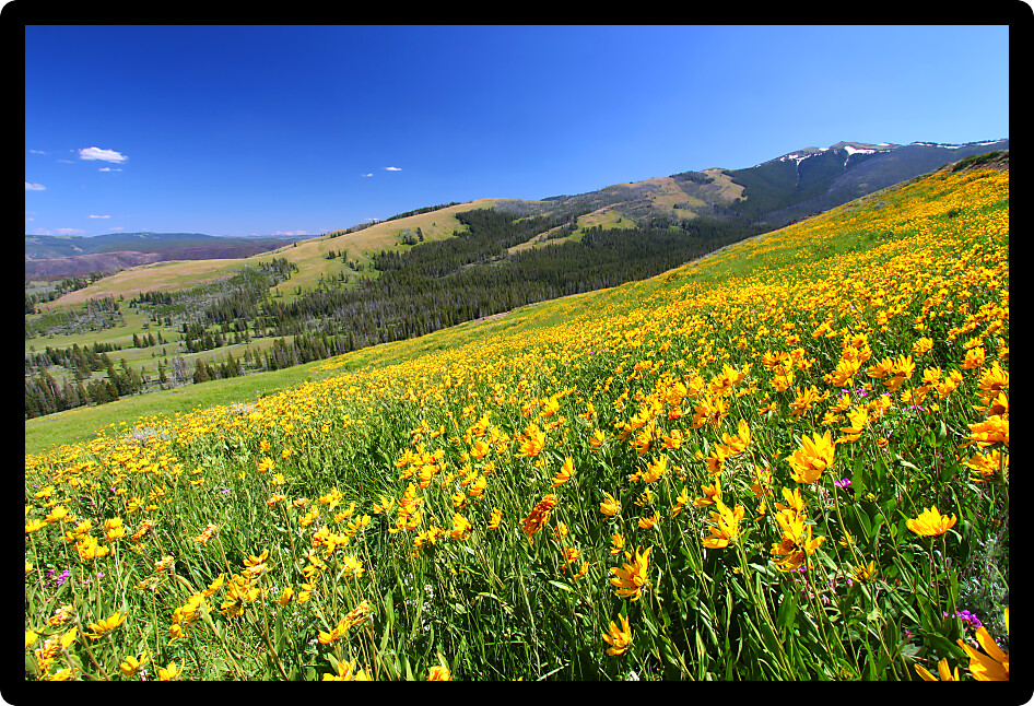 Beautiful yellow wildflowers bloom across a hillside at Yellowstone National Park.