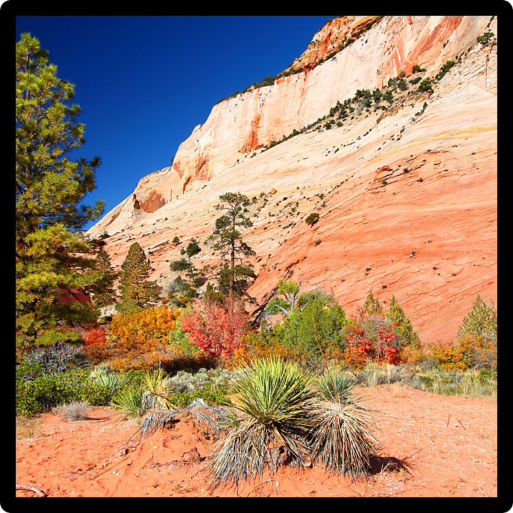 Vegetation amongst the beautiful geologic features of Zion National Park in Utah.