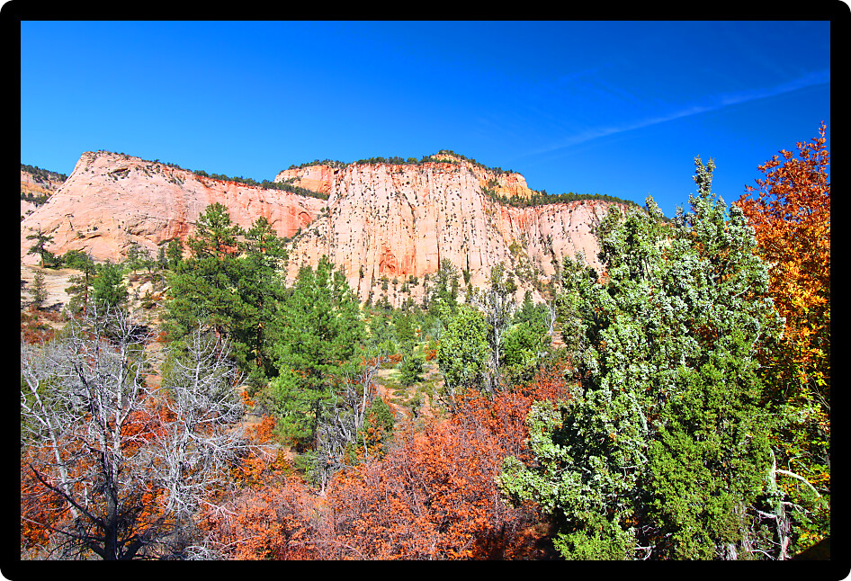 Vegetation amongst the beautiful geologic features of Zion National Park in Utah.